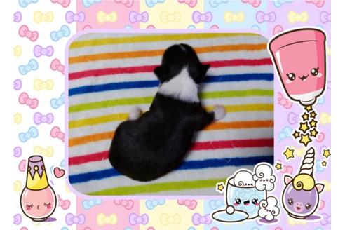 成約済の滋賀県のチワワ(ロングコート)-53661の2枚目